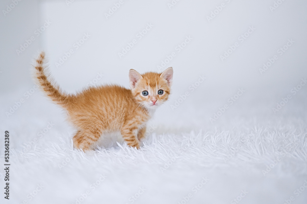 Little kitten on a white blanket. Kitty two months Little kitten on a white blanket. Kitty two months