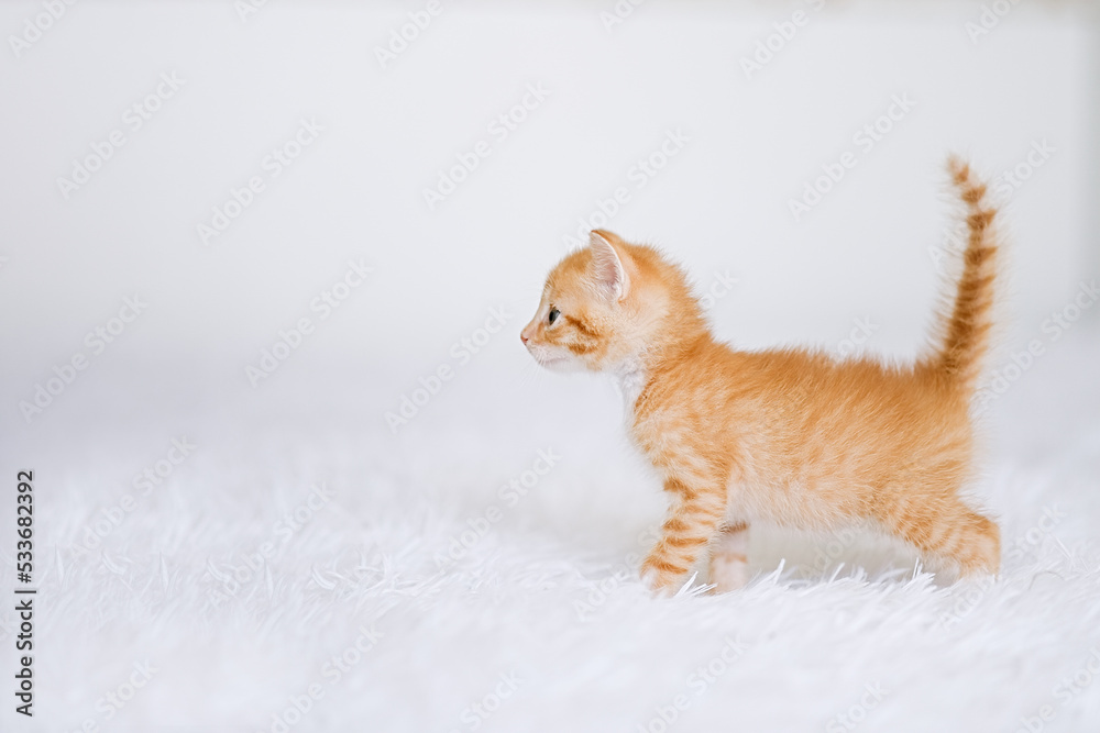 Little kitten on a white blanket. Kitty two months Little kitten on a white blanket. Kitty two months