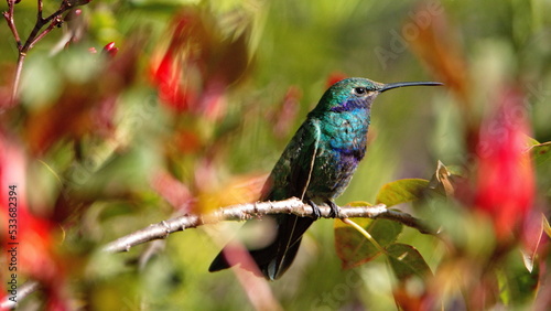 Sparkling violetear (Colibri coruscans) hummingbird perched on a branch in a garden with red flowers, in Cotacachi, Ecuador photo