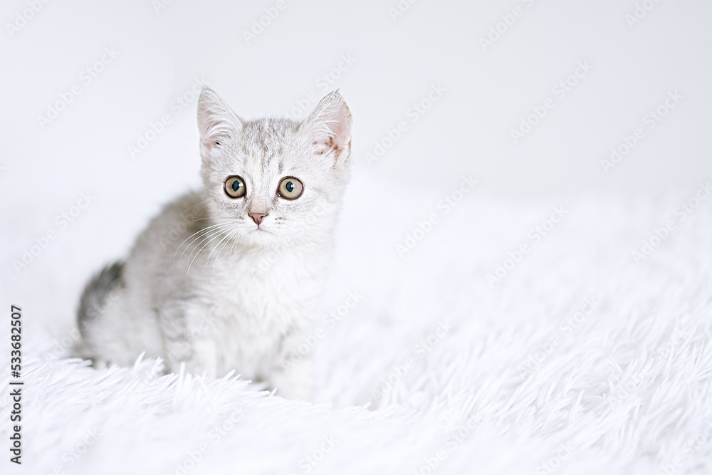 Small british silver kitten on a white blanket. Kitty three month Small british silver kitten on a white blanket. Kitty three month