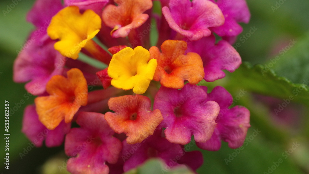 Obraz premium Cluster of lantana flowers in Cotacachi, Ecuador