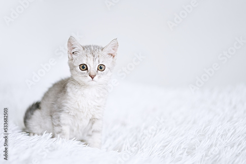 Small british silver kitten on a white blanket. Kitty three month 