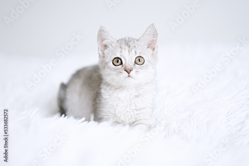 Small british silver kitten on a white blanket. Kitty three month 
