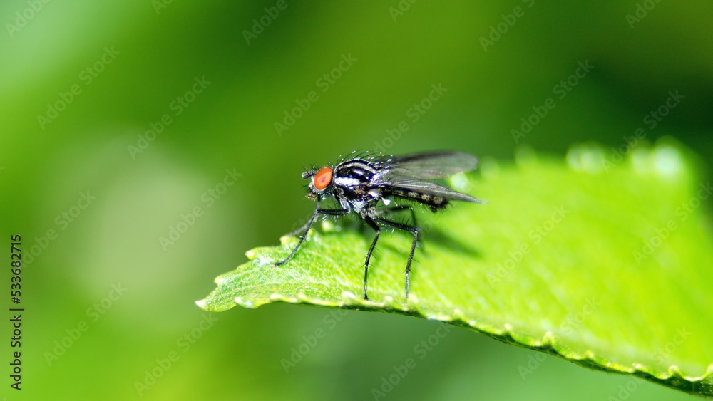 Fly on a leaf in Cotacachi, Ecuador Fly on a leaf in Cotacachi, Ecuador