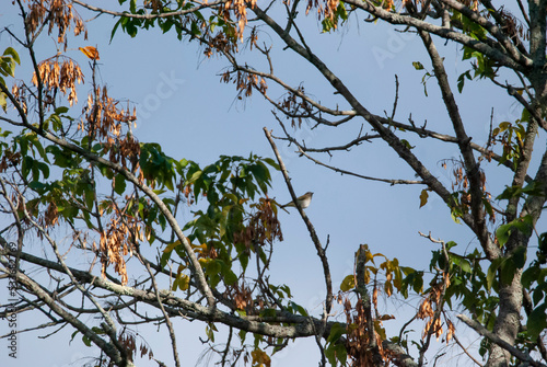 Red eye vireo in a tree