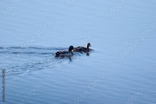 Mallard on the water