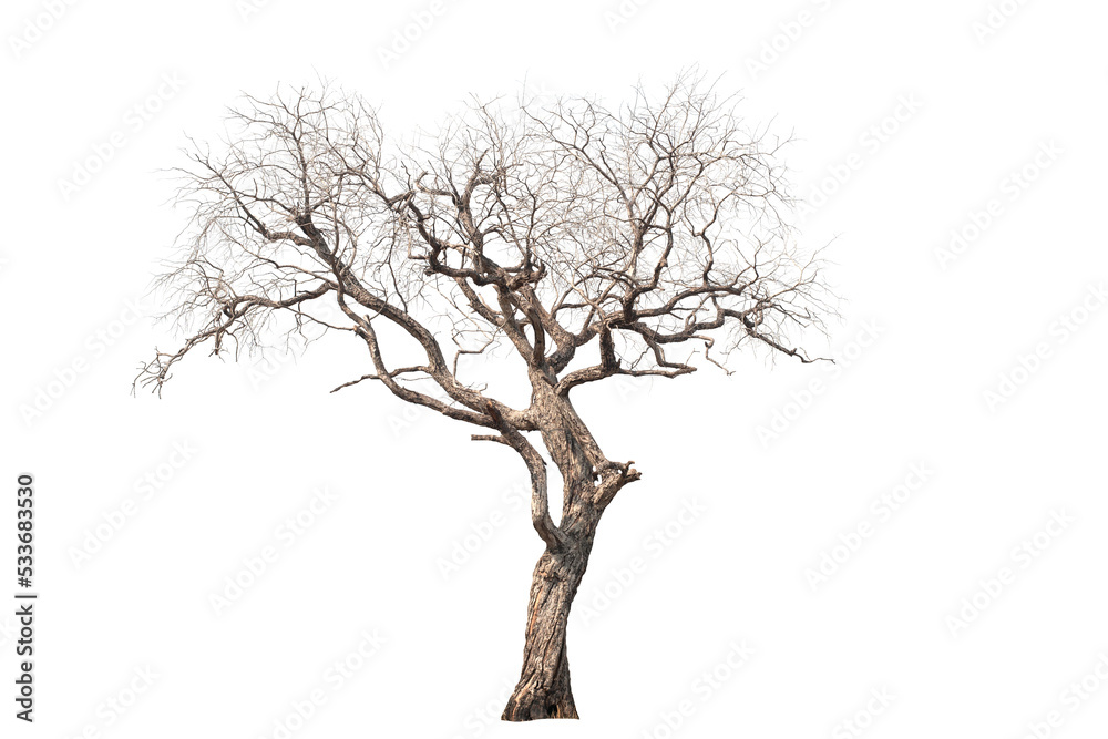 Dead tree on the white background Dead tree on the white background