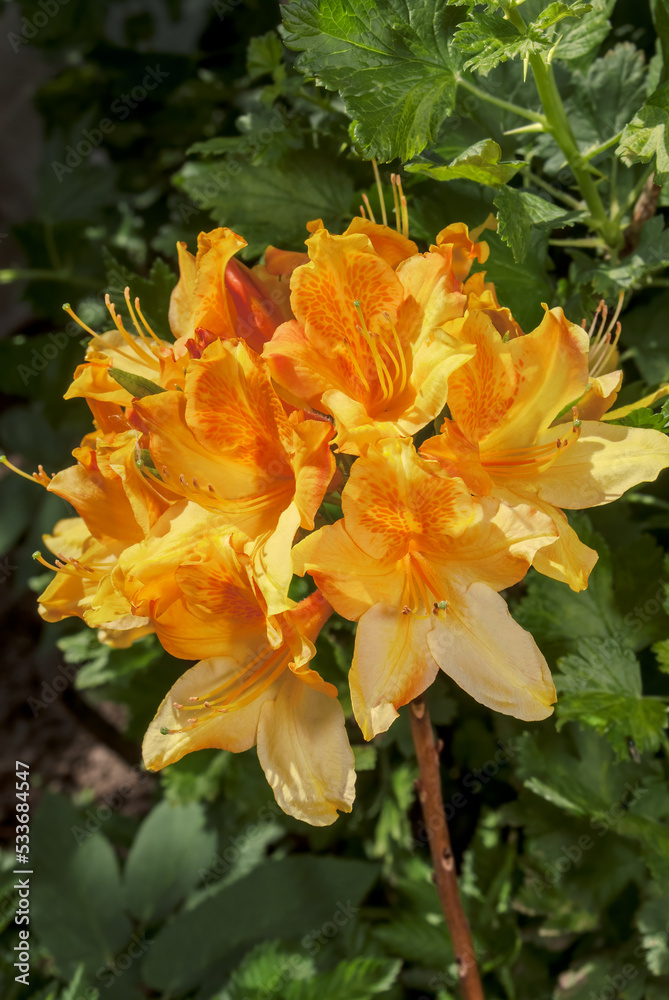 Fototapeta premium Mollis Azalea (Rhododendron x mollis) in garden