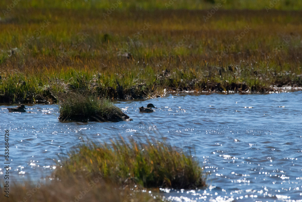 Blue wing Teal on an estuary