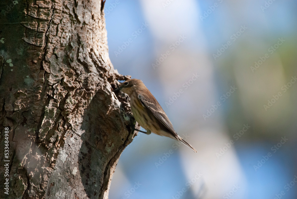 Juvenile Yellow Rumped Warbler on a Tree Juvenile Yellow Rumped Warbler on a Tree