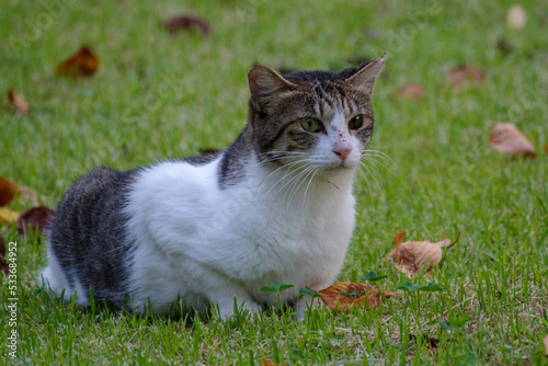 秋の赤坂5丁目の芝生にいる猫