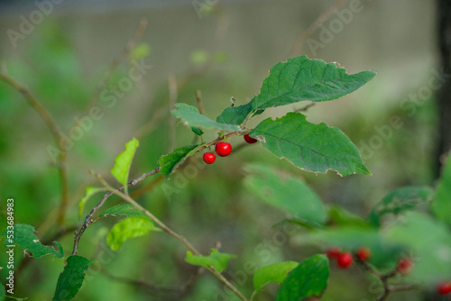 ウメモドキの赤い実