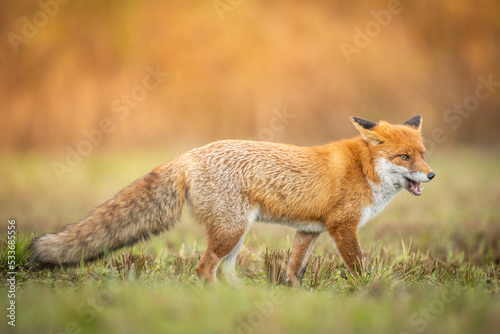 Fox Vulpes vulpes in autumn scenery, Poland Europe, animal walking among autumn meadow in amazing warm light