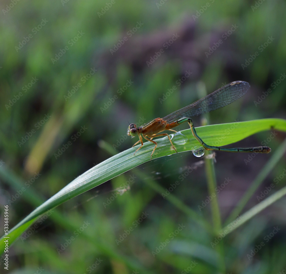 damselfly on green leaf damselfly on green leaf