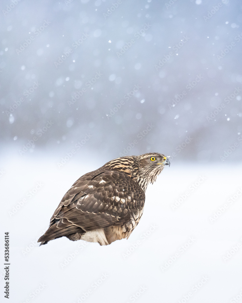 Birds of prey Goshawk Accipiter gentilis juvenile bird hunting time Poland Europe bird walking on the ground snowy winter time Birds of prey Goshawk Accipiter gentilis juvenile bird hunting time Poland Europe bird walking on the ground snowy winter time