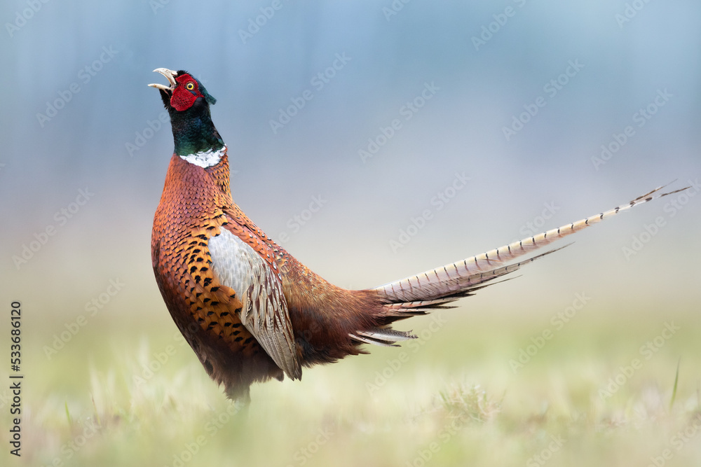 New Hampshire's Pheasant Season Opens October 1 – NH Fish and Game  Department