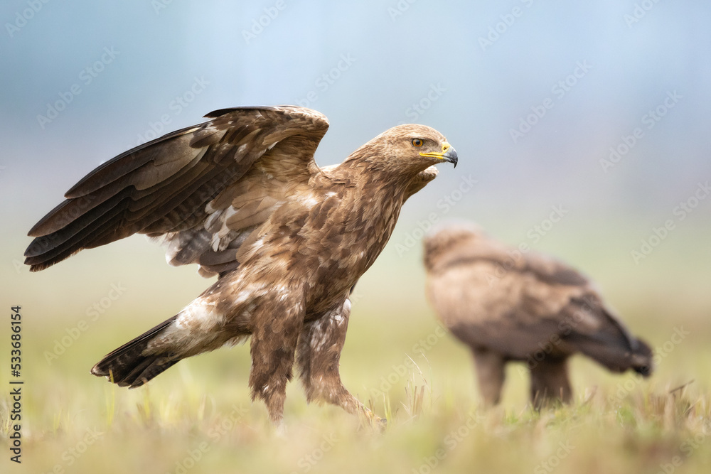 Birds of prey - Lesser Spotted Eagle ( Aquila pomarina ) landing bird hunting time Birds of prey - Lesser Spotted Eagle ( Aquila pomarina ) landing bird hunting time