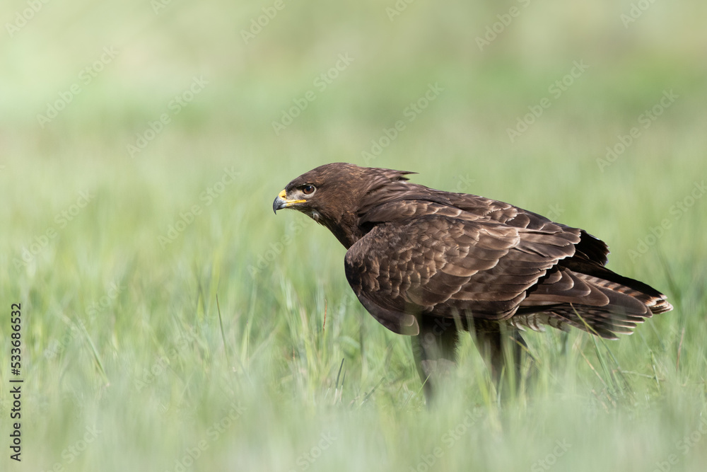 Fototapeta premium Common buzzard (Buteo buteo) in the fields, buzzards in natural habitat, hawk bird on the ground, predatory bird close up
