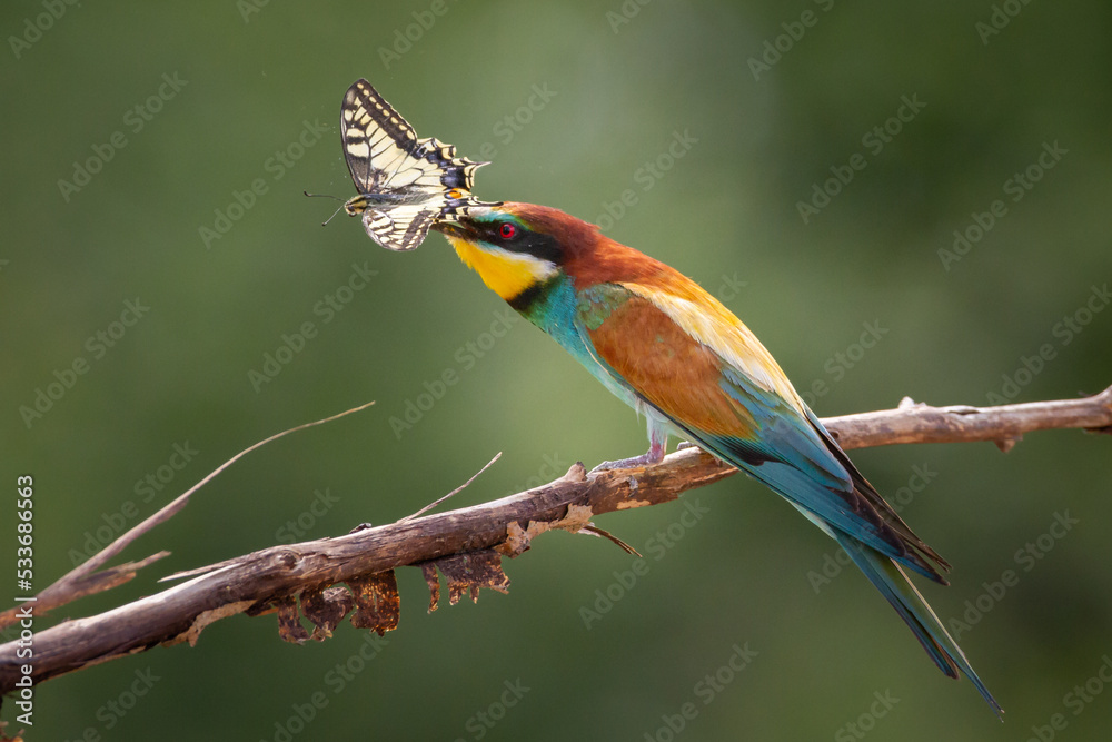 Obraz premium European Bee-Eater (Merops apiaster) perched on Branch near Breeding Colony. Wildlife scene of Nature in Northern Poland - Europe