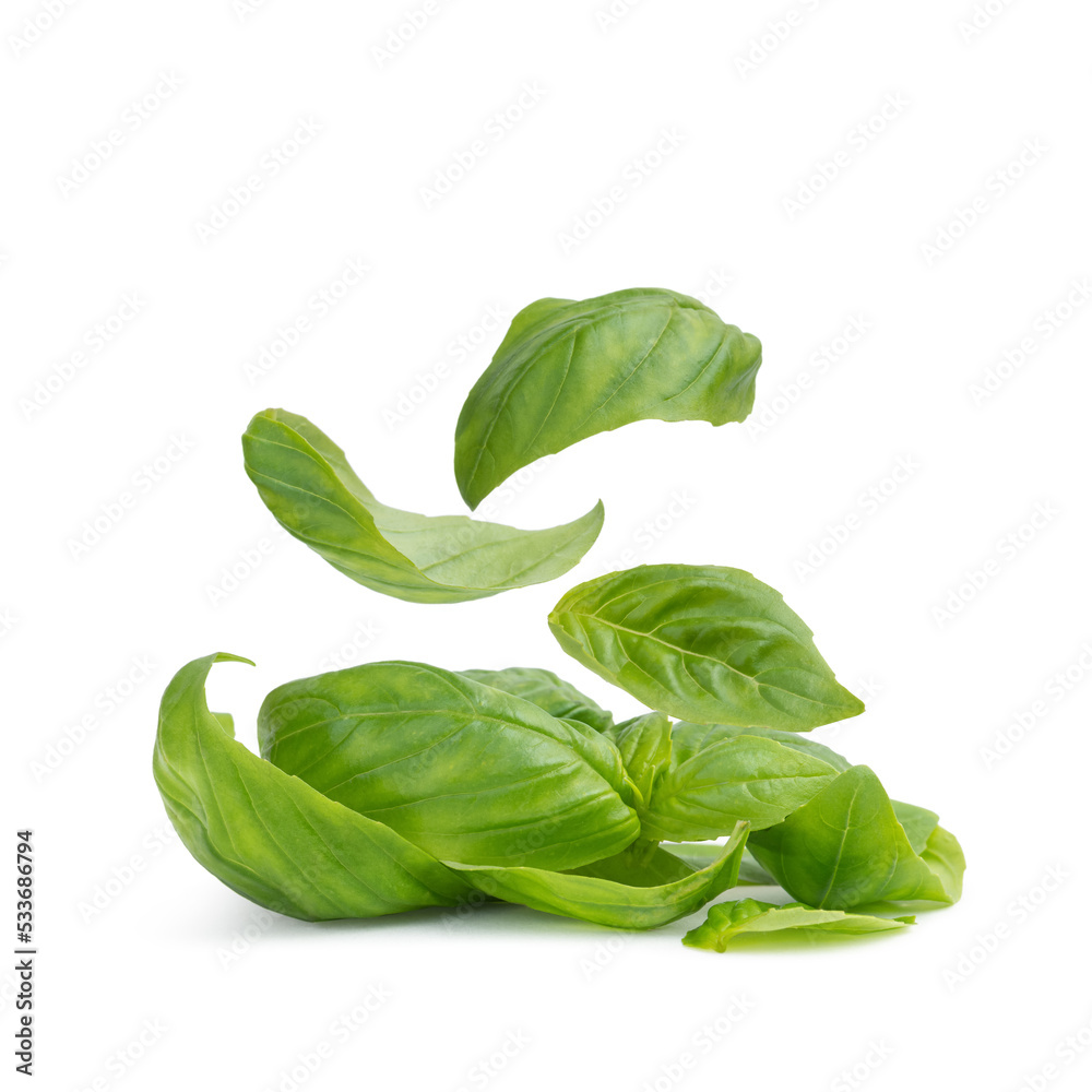 Basil leaves on a white isolated background Basil leaves on a white isolated background