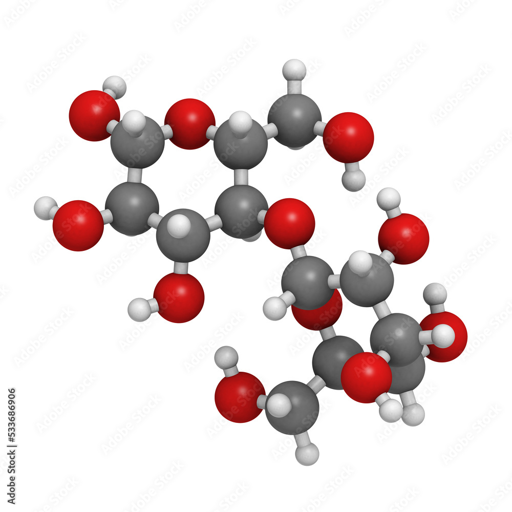 Maltose (maltobiose, malt sugar), molecular model Maltose (maltobiose, malt sugar), molecular model