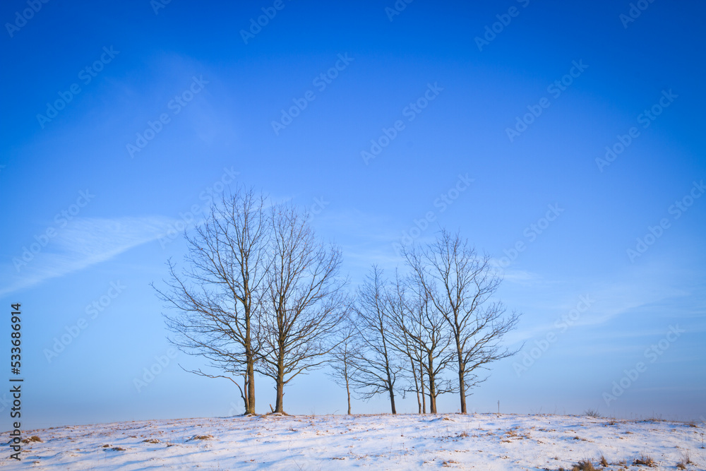 snow, winter, tree, landscape, frost, country, background, beautiful, beauty, branch, calm, cloud, cold, countryside, day, environment, farm, field, fog, foggy, forest, frozen, horizon, ice, leafless, snow, winter, tree, landscape, frost, country, background, beautiful, beauty, branch, calm, cloud, cold, countryside, day, environment, farm, field, fog, foggy, forest, frozen, horizon, ice, leafless,