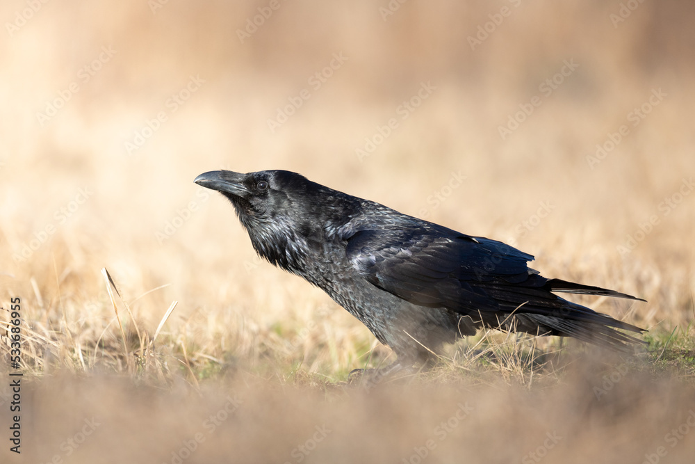 A beautiful raven ( Corvus corax ) North Poland Europe black bird crow A beautiful raven ( Corvus corax ) North Poland Europe black bird crow