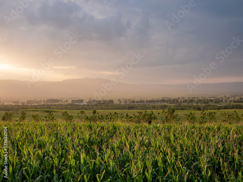 In summer, a large cornfield at sunset