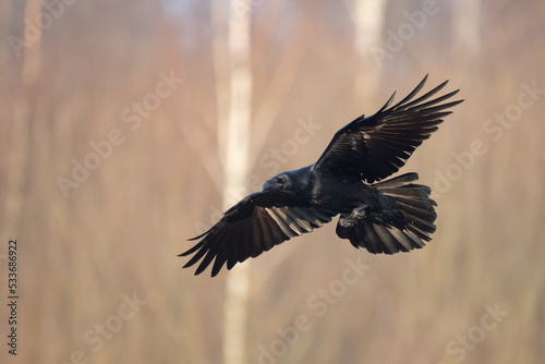 A beautiful raven Corvus corax flying bird North Poland Europe © Marcin Perkowski