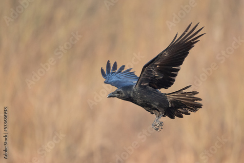 A beautiful raven Corvus corax flying bird North Poland Europe