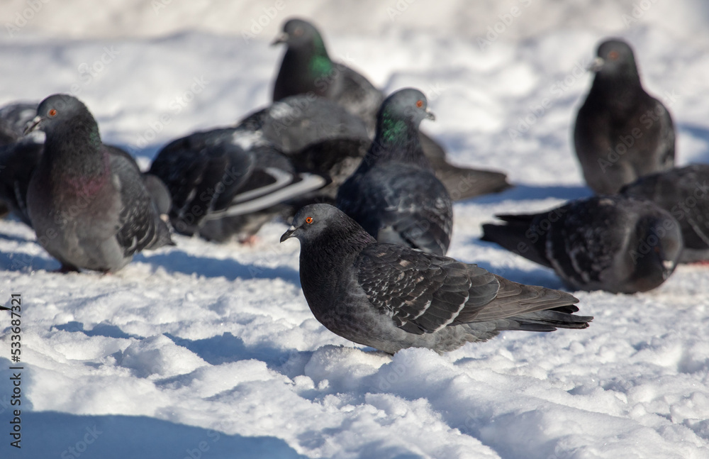 Pigeons walk in the snow.