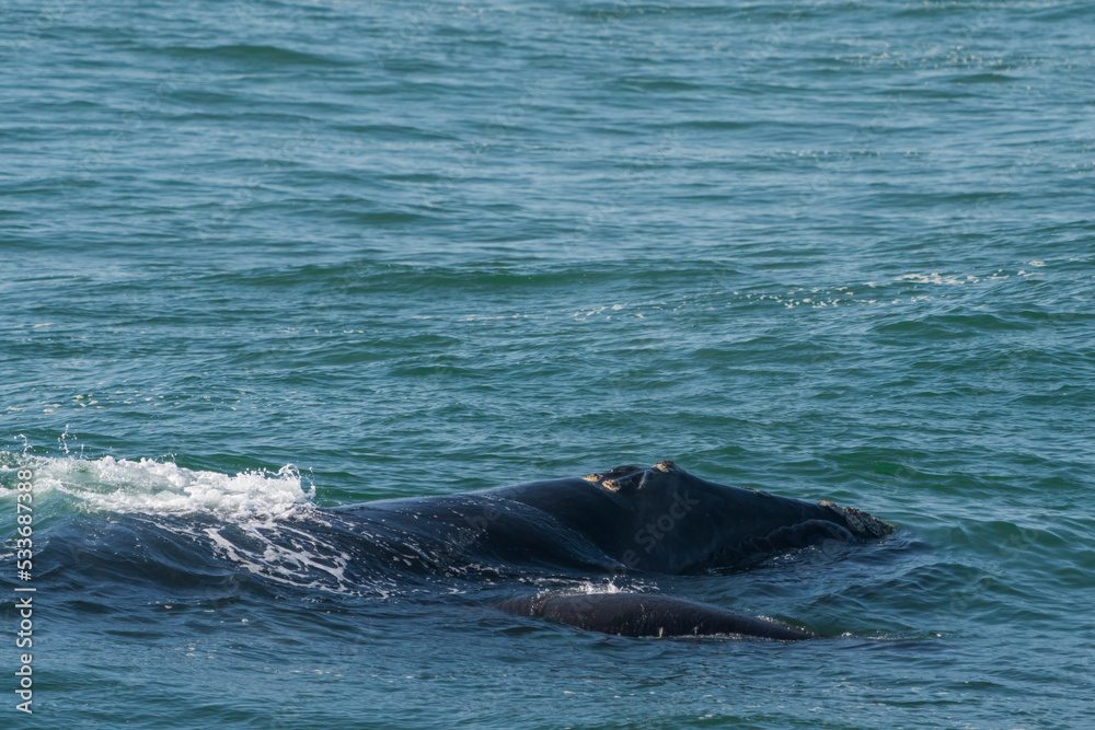 Southern right whale (Eubalaena australis) adult and calf. Hermanus, Whale Coast, Overberg, Western Cape, South Africa.