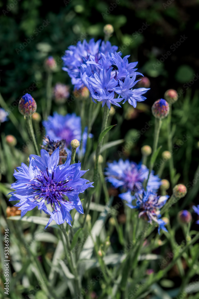 Cornflower (Centaurea cyanus) in garden Cornflower (Centaurea cyanus) in garden