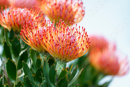 Pincushion protea. Hermanus, Whale Coast, Overberg, Western Cape, South Africa. photo