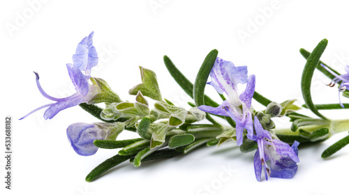 Rosemary sprig  in  flower