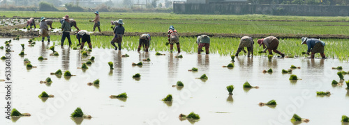 Traditional Method of Rice Planting.Rice farmers divide young rice plants and replant in flooded rice fields in south east asia.