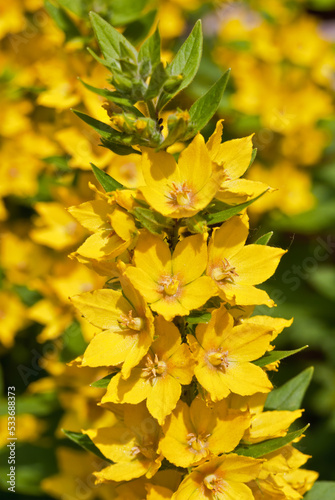 Dotted Loosestrife (Lysimachia punctata) in garden