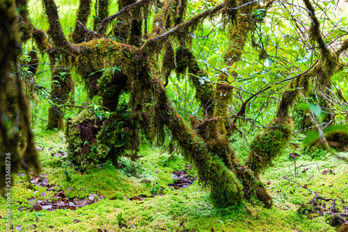 Ancient tropical rainforest trees growing on green moss area.