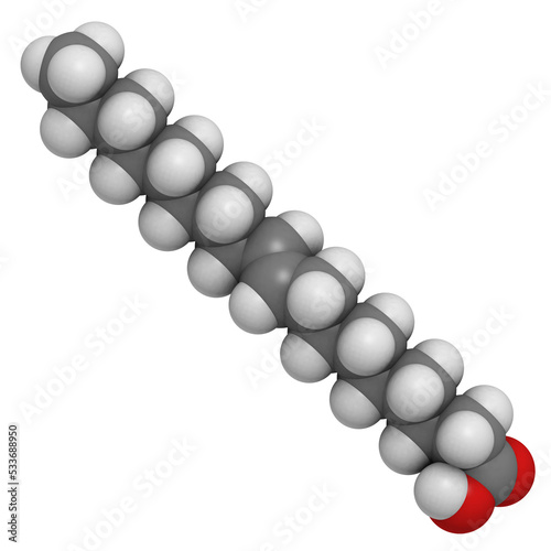 Elaidic acid trans fatty acid, molecular model photo