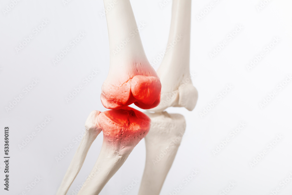 Knee ligament and meniscus, human leg, medically accurate