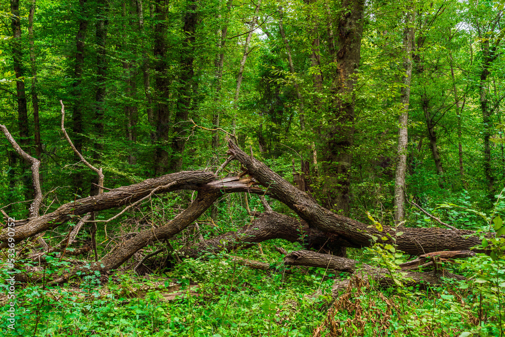 Fallen dry tree in the green forest. Tropical Jungle Fallen dry tree in the green forest. Tropical Jungle