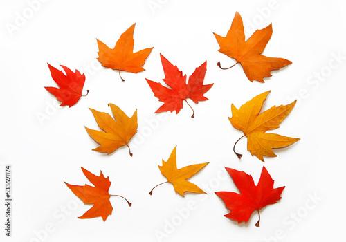 multicolored  red  yellow  orange autumn maple leaves on a white background  isolate