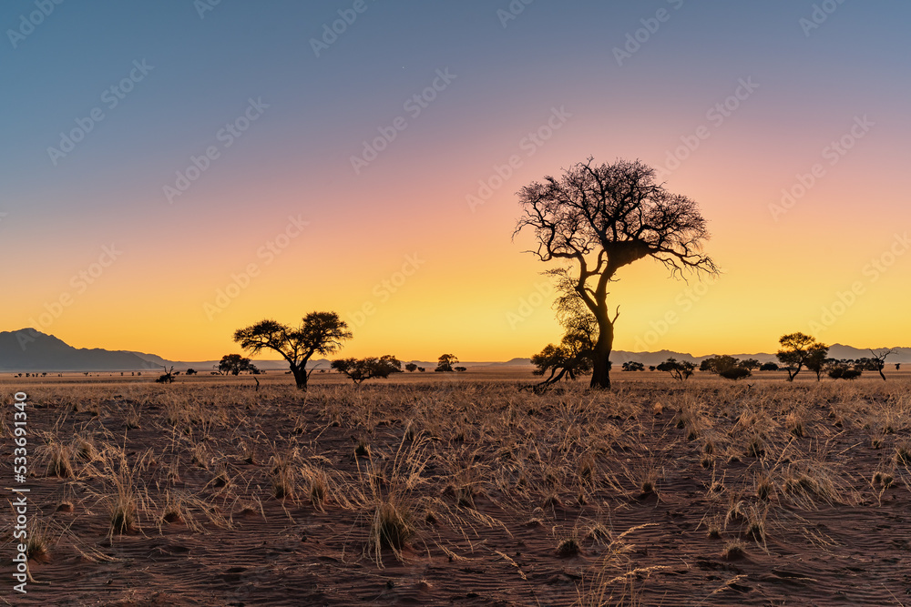 Colorful sunrise in desert landscape with acacia tree, NamibRand Nature Reserve, Namib, Namibia