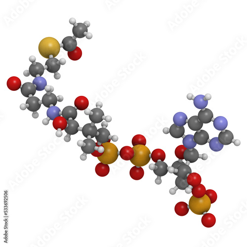 Acetyl-coenzyme A (Acetyl-coA) biochemical, molecular model.