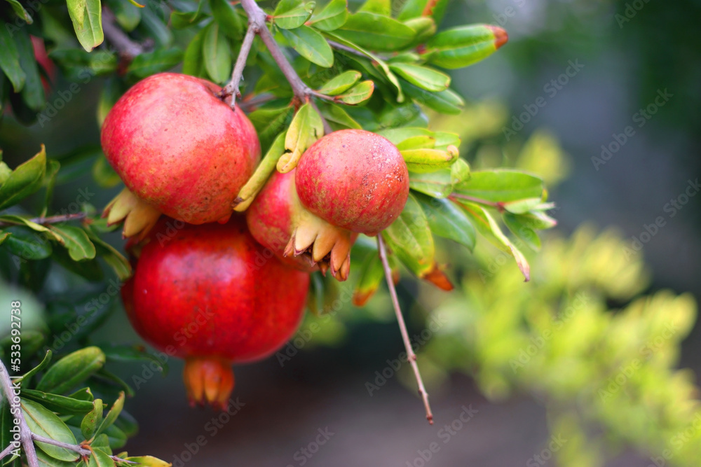 Obraz premium Fresh pomegranate on the tree. Selective focus.