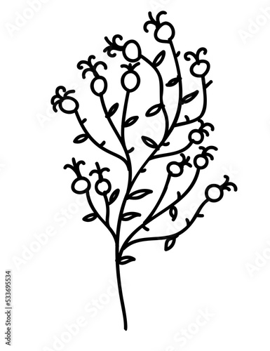 Plant illustration  outline decoration. PNG with transparent background.
