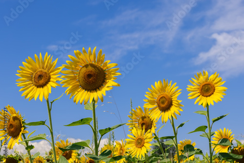 Large yellow sunflowers on a field against a bright summer blue sky  selective focus 