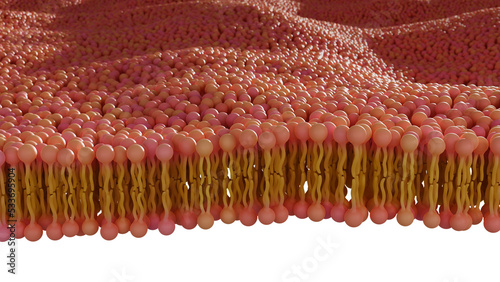 illustration of Phospholipid bilayer membrane 3d render photo