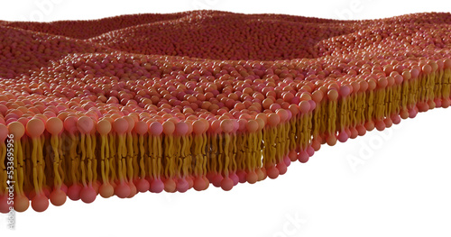 illustration of Phospholipid bilayer membrane 3d render