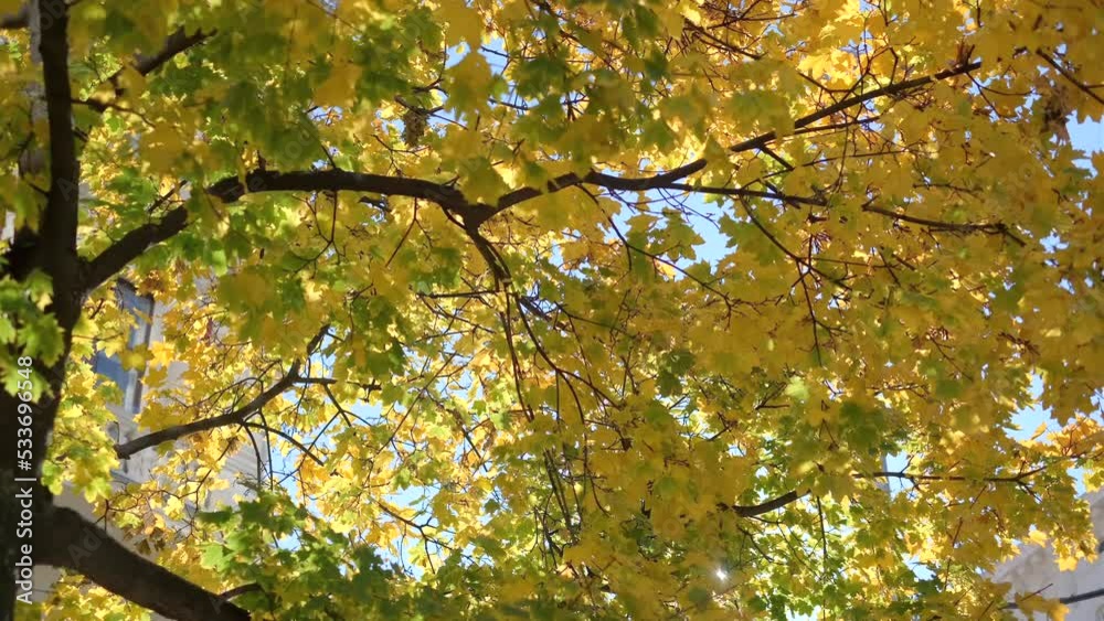 Bright, yellow and golden leaves sways at sunlight. Autumn leaves on maple tree branch on the sunny day. City park or falling concept. Autumn foliage landscape concept. High quality 4k video footage Bright, yellow and golden leaves sways at sunlight. Autumn leaves on maple tree branch on the sunny day. City park or falling concept. Autumn foliage landscape concept. High quality 4k video footage